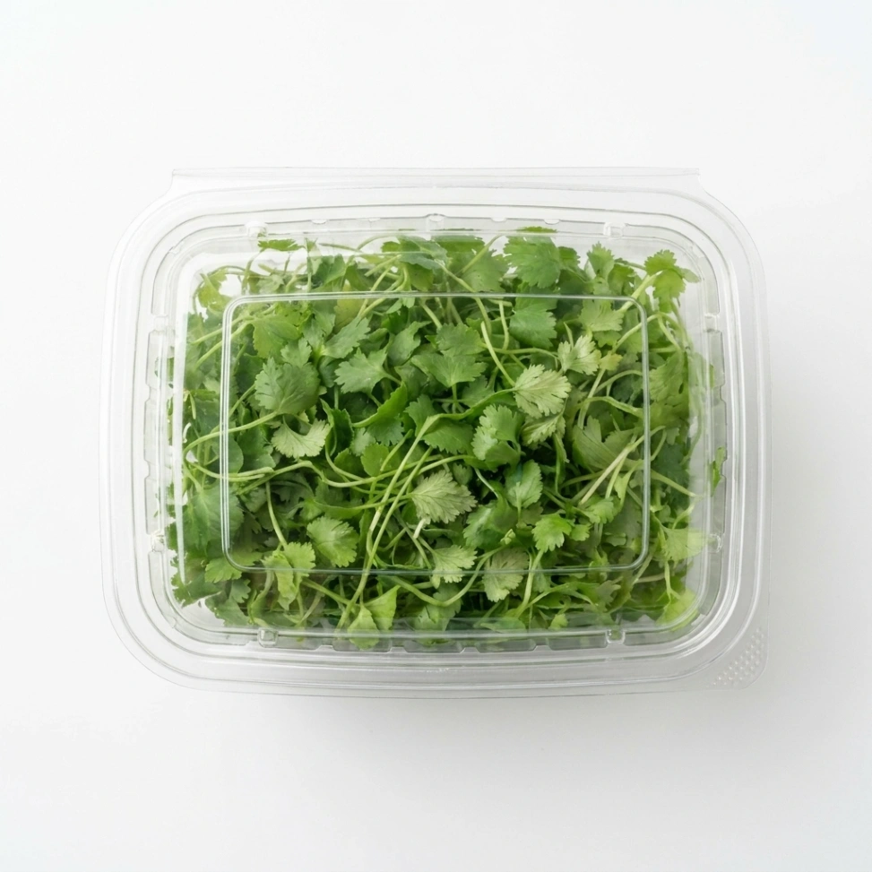 Micro green - koriander